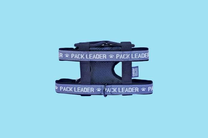 “A traditional collar can attach to a short leash and can help control your dog when walking.” Cesar Millan Pack Leader Collar, $50 at Amazon.com 
