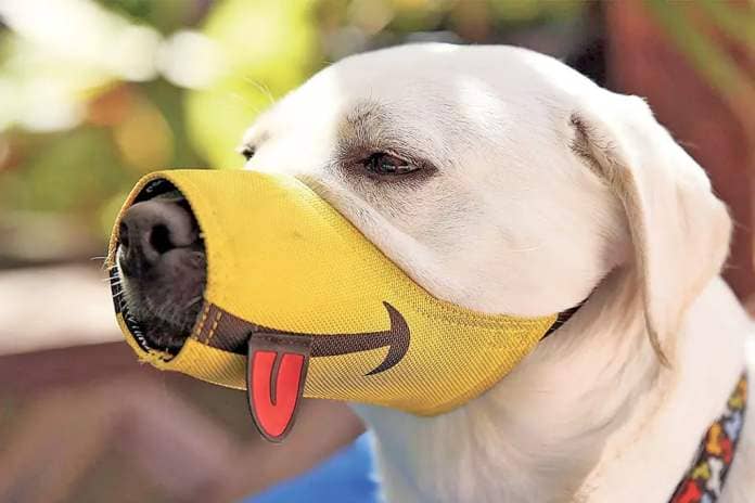 “Fun muzzles are traditionally less scary and will prevent barking and biting caused by anxiety, fear and aggression for short periods of time.” Cesar Millan Funny Muzzle, $22 at Amazon.com 
