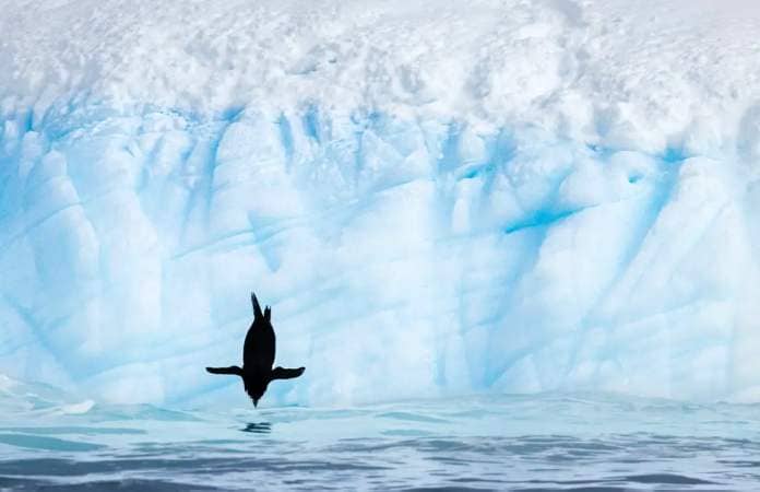 Chinstrap penguin diving from an iceberg into the water