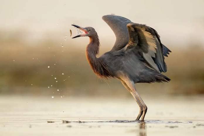 Reddish Egret standing in shallow water while eating a fish