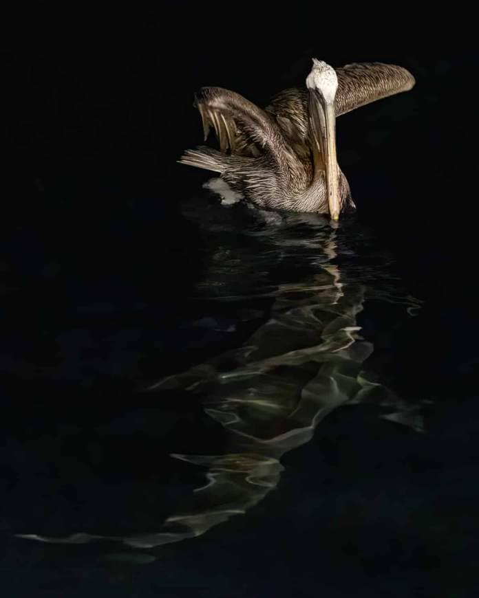 Brown pelican on the water with shark swimming below