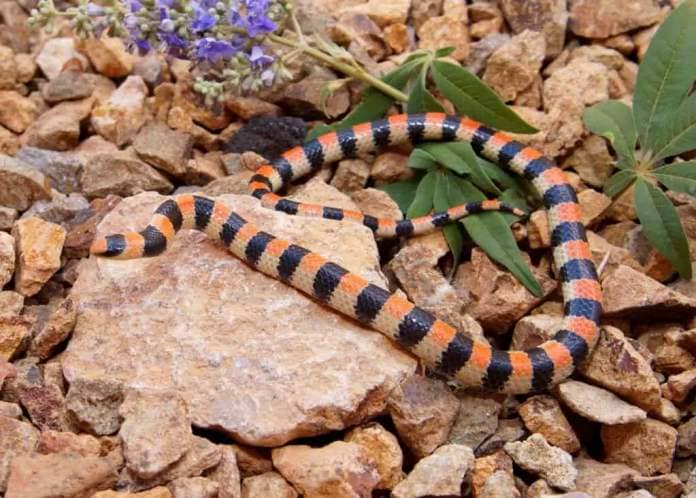 A Western Ground Snake slithers across a rock in the Mojave Desert, showing off its bright orange and black bands.