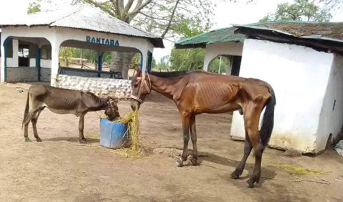 An increasing number of emaciated equines are being brought to the GHDT. © Gambia Horse and Donkey Trust