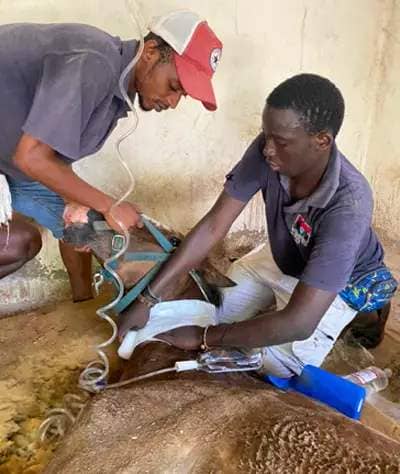 Vets with the Gambia Horse and Donkey Trust help provide care to 74 equines as well as an array of other animals in need. 