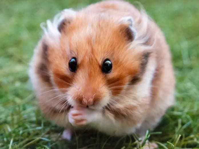 brown hamster