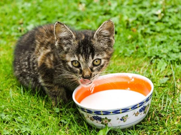 World Milk Day: Are you sure if it is safe to give milk to your cat?