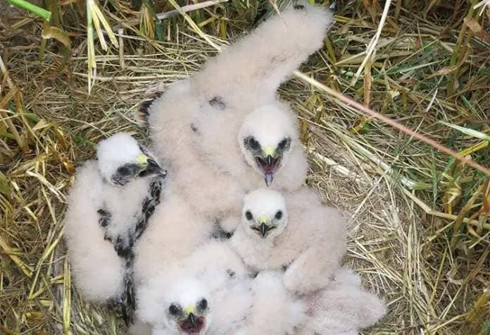 Chicks in the nest of the migratory Montagu’s harrier (Circus pygargus).