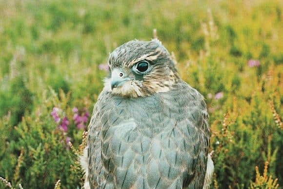 The UK’s smallest bird of prey, the Merlin, remains nationally very rare but sightings have increased from 29 to 98 over the past five years at a North Yorkshire moorland estate.