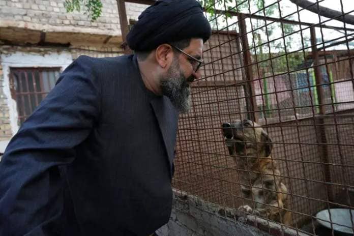 Iranian cleric Sayed Mahdi Tabatabaei looks inside impaired stray dogs cage at his shelter outside the city of Qom, 80 miles (125 kilometers) south of the capital Tehran, Iran, Sunday, May 21, 2023. It's rare these days for a turbaned cleric in Iran to attract a large following of adoring young fans on Instagram, but Tabatabaei has done it by rescuing street dogs in defiance of a local taboo. (AP Photo/Vahid Salemi)
