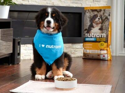 Nutram, Canadian Pet Nutrition. Crafted in Canada since 1993. (CNW Group/Nutram Pet Products Inc.)