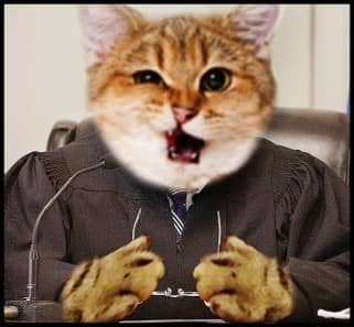 Judge cat