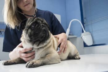 a vet using a stethoscope on a dog in a clinic