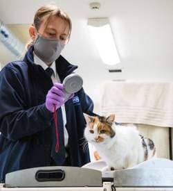 The one year countdown for compulsory cat microchipping begins