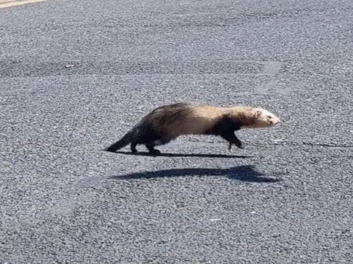 The ferret was spotted running around at the front of a Portlaoise housing estate. Photo: Laois SPCA/Facebook