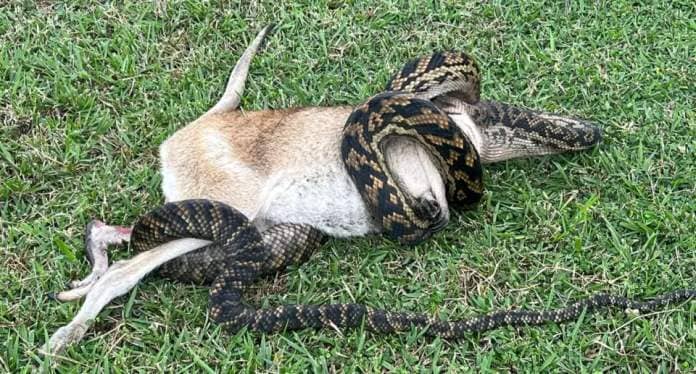 The scrub python can be seen coiled around the wallaby. 