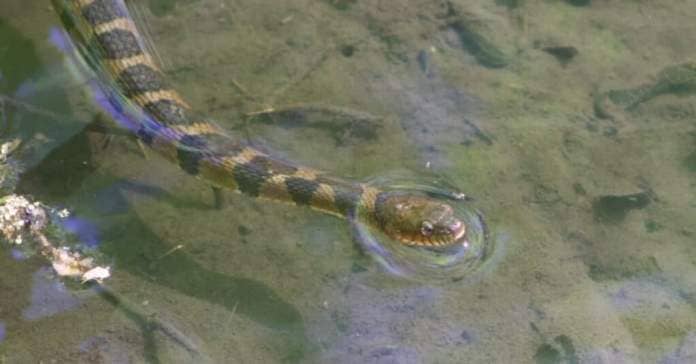 banded water snake in the water