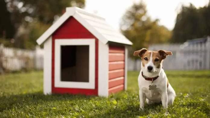 Jack Russell Terrier in front of red dog house guide to dog houses