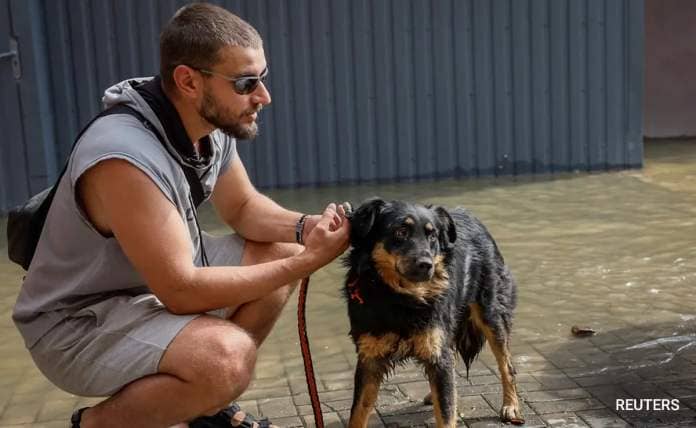 'Ready For A Home': Ukraine's Flood-Rescue Pets Find New Families