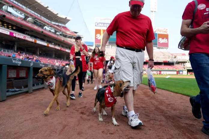 Dogs walk along the warning track as part of Bark in the Park night at GABP.