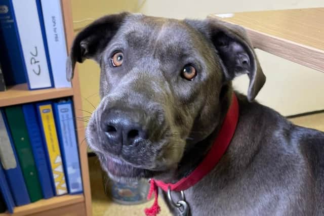 The RSPCA behaviourists have helped Bluey grow in confidence