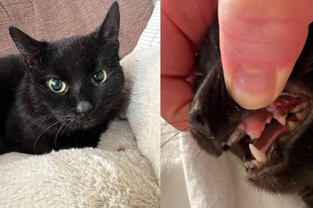 Shaun the beautiful black cat has been taken in by Phoenix Rehoming Charity - it is believed that he has never seen a loving home and he needed emergency vet care.