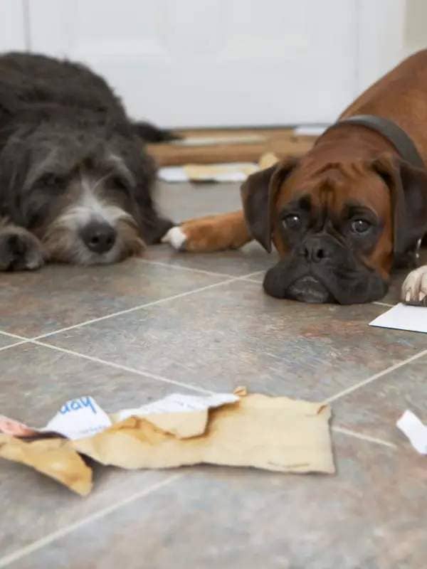 Dogs among chewed up post