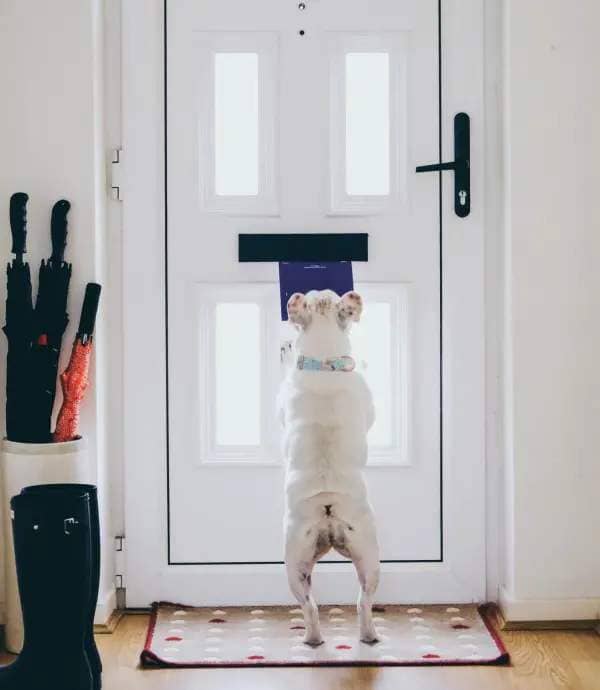 Frenchie dog getting mail from mail slot
