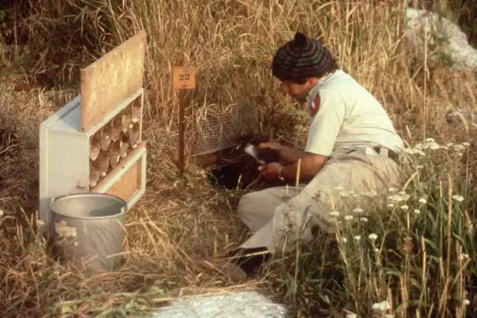 A man in striped paddy cap puts a puffin chick into a burrow. Beside him is a box with several cylinders within it, and a small sigh with the number 22 on it.