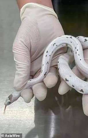 Corn snakes are non-venomous and native to the US