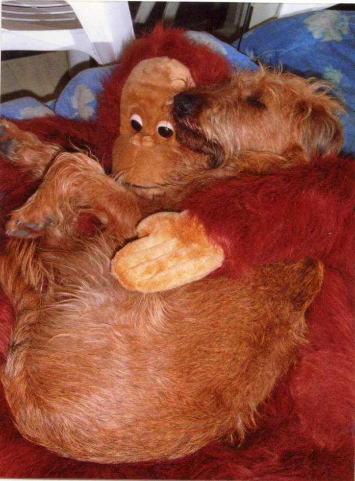 A dog cuddles with a stuffed animal.