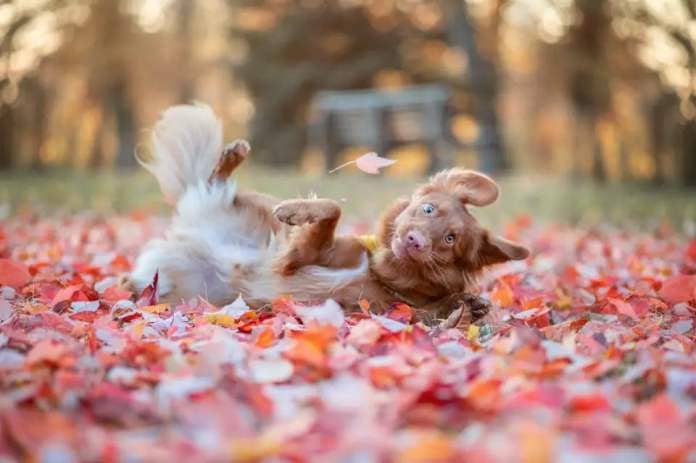 A dog rolls around in autumn leaves.