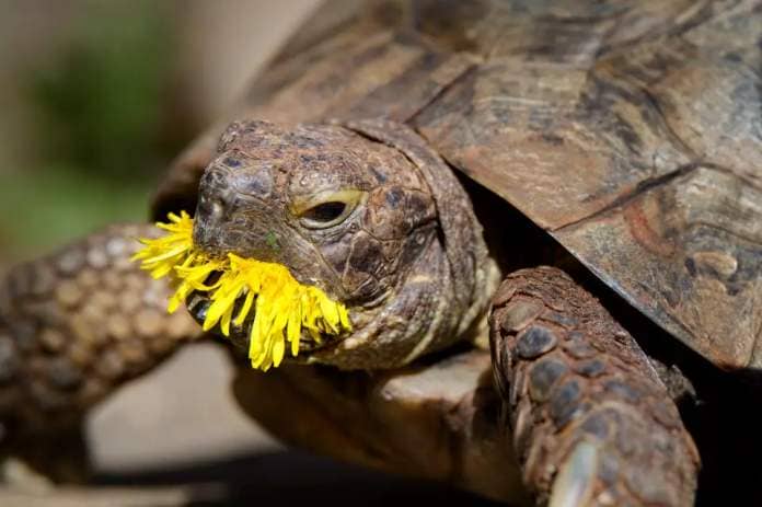 A tortoise eats a dandelion