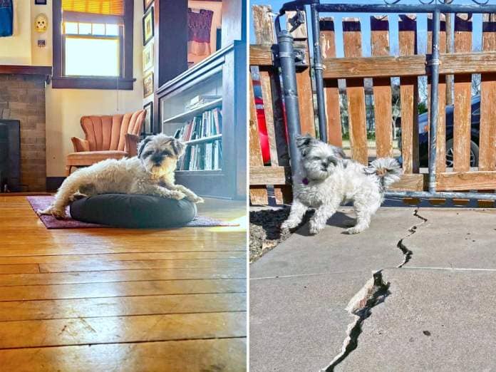 A fluffy white dog sits on a pillow on a wood floor (L) and jumps on the concrete next in front of a fence with blue skies in the background (R).
