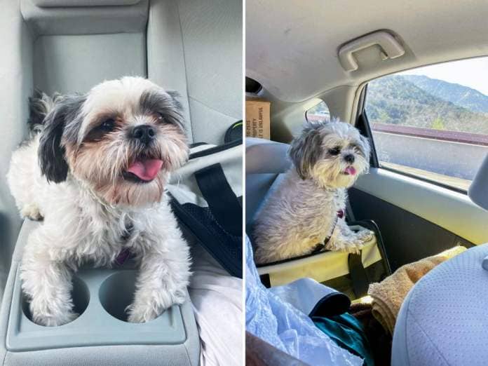 A white and gray fluffy dog sits on the grey armrest of the middle seat in a car with her front paws in the cupholders (L) and sits in a carrier in the same car with a view of mountains out the window on the left (R).