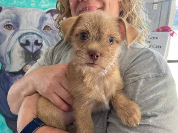 Meet Rafferty, a Chihuahua Shih Tzu mix pup that's available for adoption. GINA JOSEPH - THE MACOMB DAILY