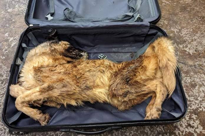 The RSPCA is investigating after a member of the public spotted the suitcase in a wooded area in Spring Close Dell in Gleadless on July 18. They went to investigate and made the grim discovery. (Photo: RSPCA)
