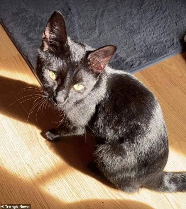 Incidents of abuse included leaving the 11 month-old kitten in the shower with the hot water running for long periods of time, shooting her with pellets he had soaked in household cleaner from his BB gun and hitting her with a mop soaked in bleach