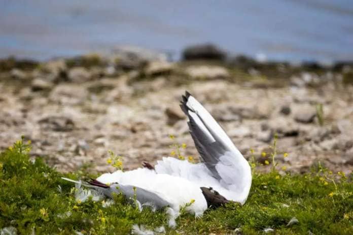Dead black headed gulls at RSPB Belfast&#39;s Window On Wildlife reserve in Belfast Harbour last month. The RSPB NI said there had been an outbreak of Avian Influenza or bird flu at the reserve. Photo: Liam McBurney/PA Wire