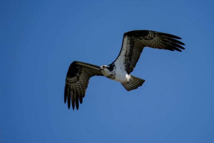 An osprey flies over the Chesapeake Bay on March 29, 2022, in Pasadena, Md. Ospreys have white heads and brown stripe that runs through their yellow eyes. They are found near bodies of water, wildlife officials said.