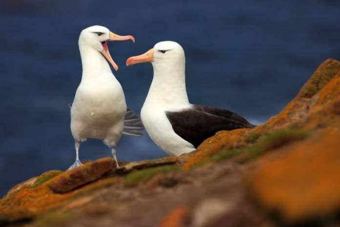 A pair of black-browed albatross. 