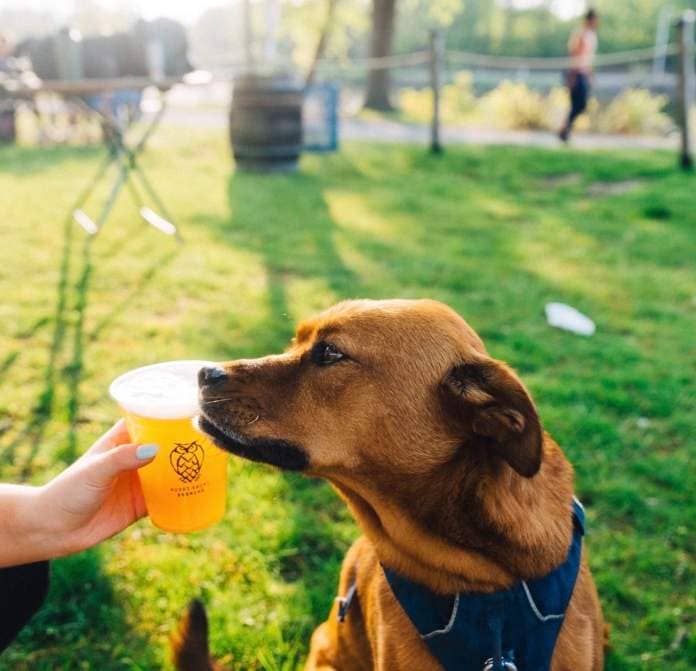 A brown, short-haired dog sits on a grassy patch at Night Shift's beer garden in Allston while their human drinks a beer.