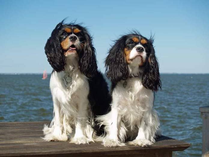 Cavalier King Charles spaniels are so expensive because they are popular but rare.