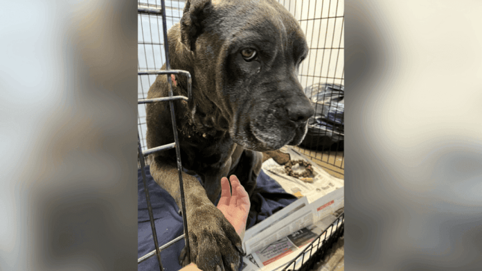 The Humane Society of Marlboro County posted on its Facebook page that the Marlboro County Sheriff's Office received a 911 call about a dog with a large open wound a few weeks ago. When the dog was examined, the humane society discovered that he had an embedded collar. (Credit:{ }The Humane Society of Marlboro County)