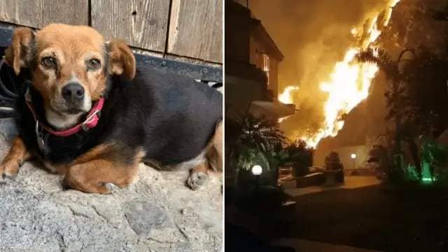 Italy wildfires: Animal rescuer fled fire in Sicily with family, 15 dogs and two cats