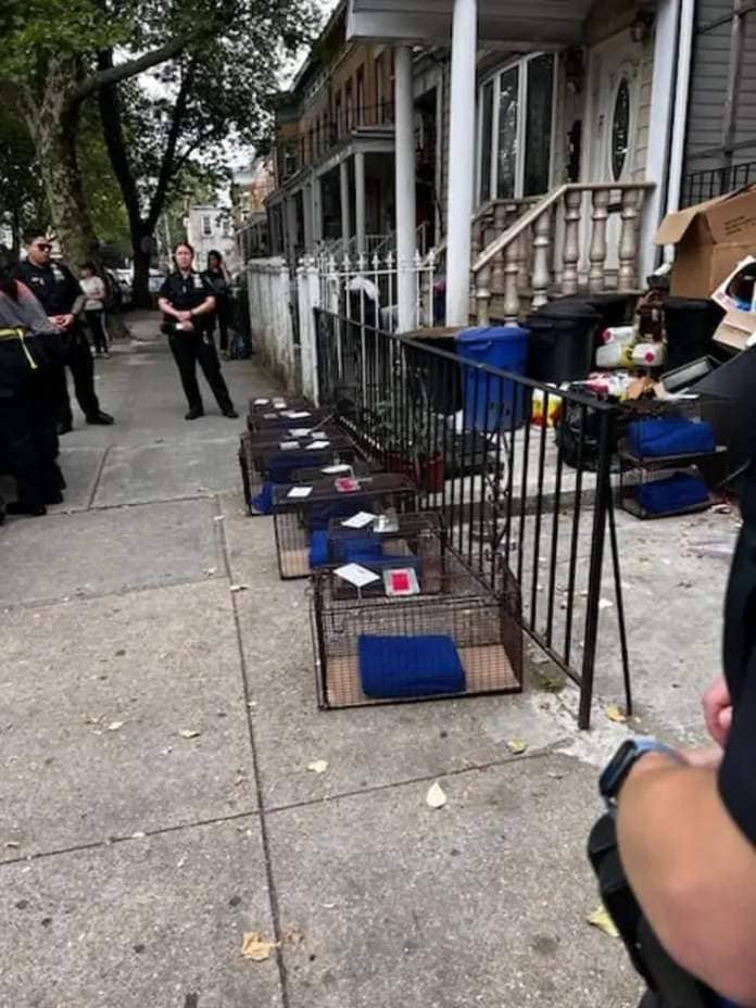 Authorities removing cats from Haq's house in Woodhaven, Queens.
