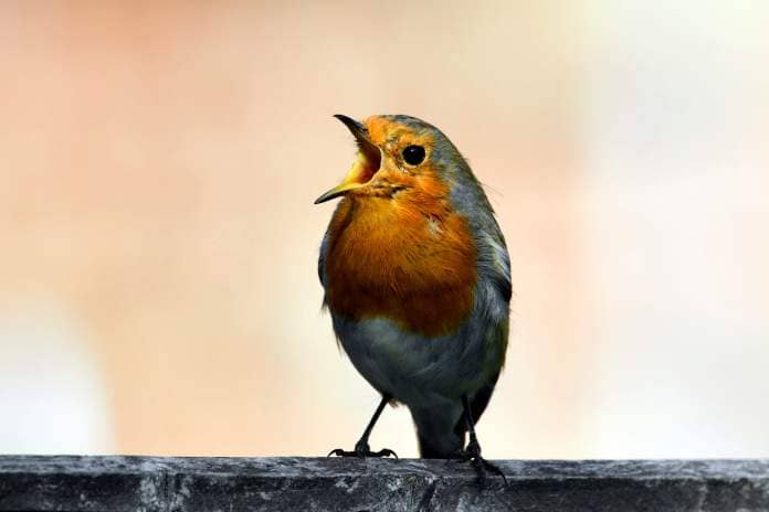 bird singing