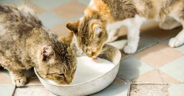 Two cats drink milk from a bowl.