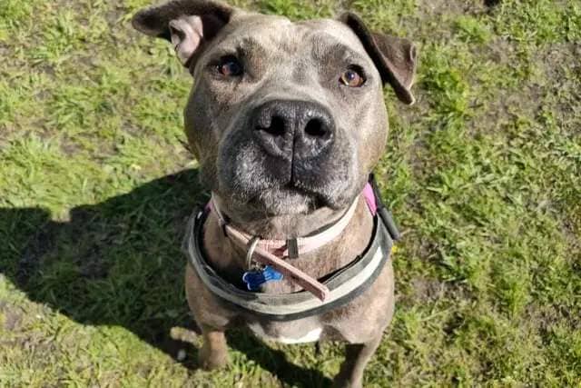 Five-year-old Staffordshire Bull Terrier Barbara was sadly used for breeding before she came to the centre. She is an bundle of energy and loves to go on walks.
