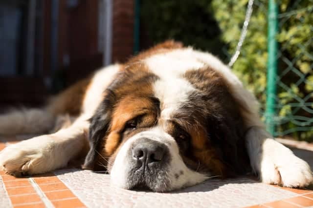 The Saint Bernard is prone to a range of joint degenerative disorders due to its huge size. Keeping a dog at a healthy weight is one of the best ways to minimise the risk of developing such issues.