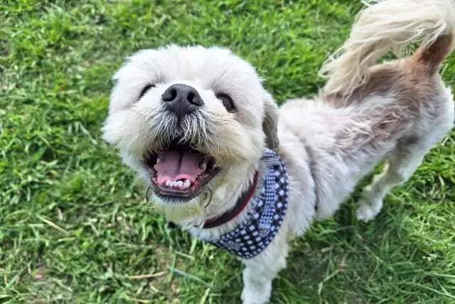 Five-year-old Scooby, a Lhasa Apso, was given to the centre after his family decided they had no choice but to give him up, due to the rising costs in vet bills and cost of living crisis. He was well cared for, which shows in his affectionate and loving nature. He would suit a new family who can give him plenty of attention.